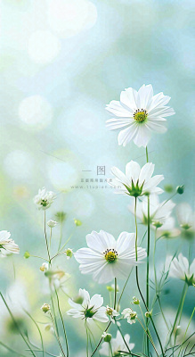 绿色清新野菊花特写春夏花朵摄影图