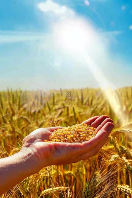 金黄的稻田手捧粮食珍惜粮食芒种世界粮食日摄影图 金黄的稻田手捧粮食珍惜粮食芒种世界粮食日摄影图
