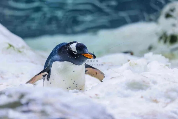 海洋馆动物园冰雪天地的企鹅寒冷动物摄影图