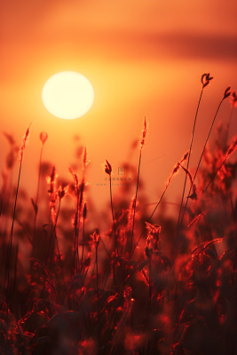 落日枝叶露珠意境晚霞背景