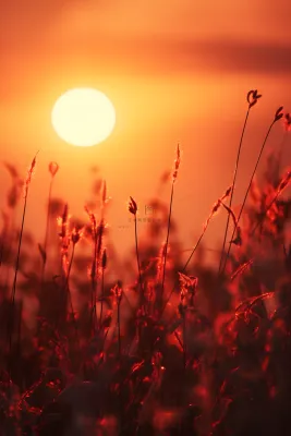 落日枝叶露珠意境晚霞背景