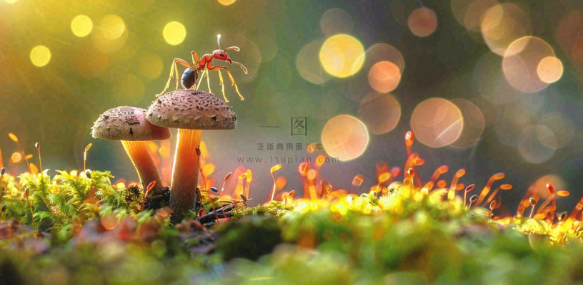 阳光下的蚂蚁蘑菇菌类阳光春天惊蛰春分摄影图