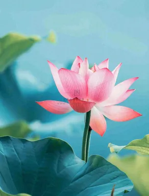 夏天池塘荷花荷叶蓝色唯美处暑大暑小暑摄影图 夏天池塘荷花荷叶蓝色唯美处暑大暑小暑摄影图