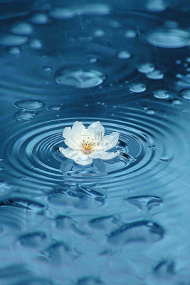 下雨天掉落在蓝色水面的白色花朵清新淡雅雨水处暑寒露摄影图