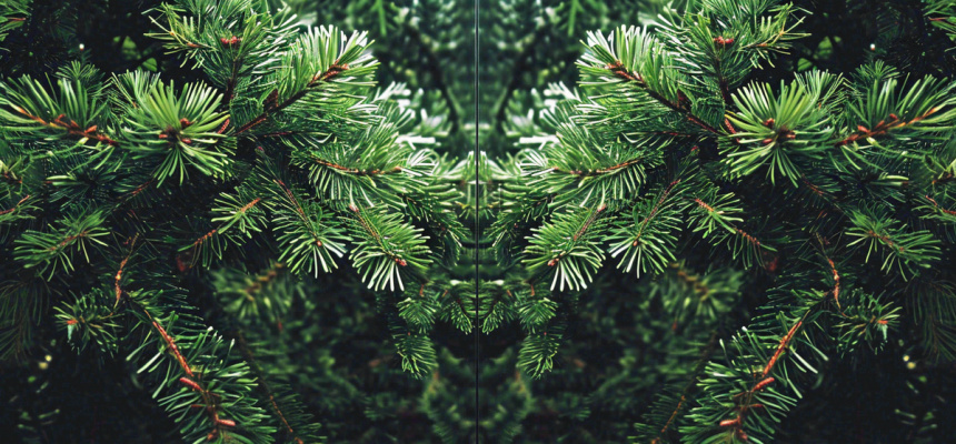 绿色绿植枝叶镜像镜头，新鲜生命力摄影图