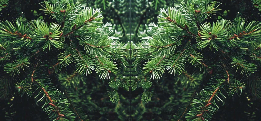 绿色绿植枝叶镜像镜头，新鲜生命力摄影图