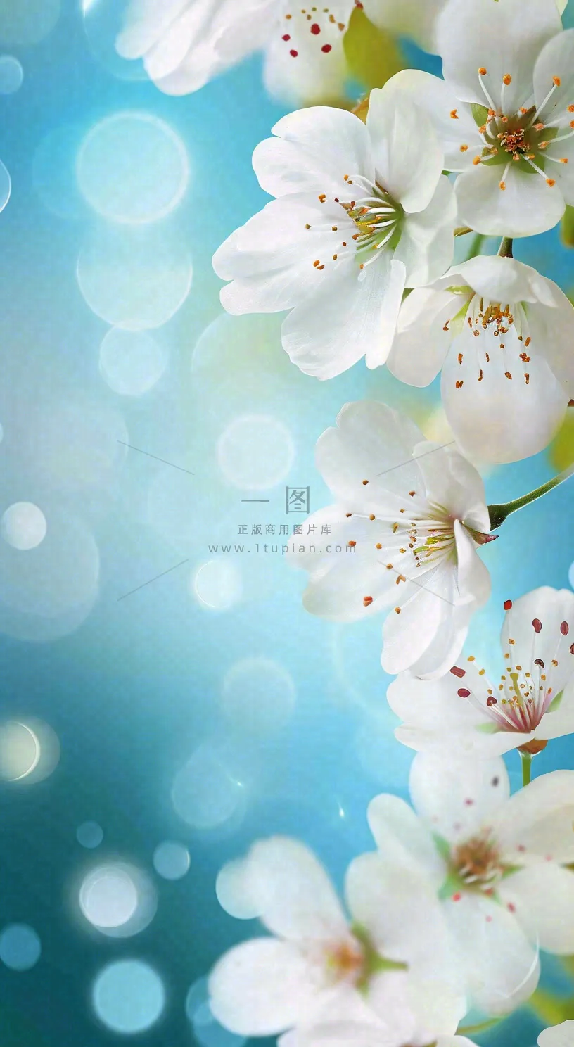春天浪漫白色樱花花朵,立春春分摄影图