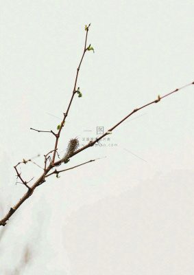简约白底户外枝叶树枝,极简中国风,立冬摄影图 简约白底户外枝叶树枝,极简中国风,立冬摄影图