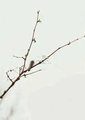 简约白底户外枝叶树枝,极简中国风,立冬摄影图 简约白底户外枝叶树枝,极简中国风,立冬摄影图
