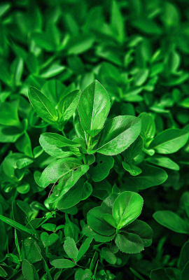 绿色新鲜茶叶绿叶摄影图