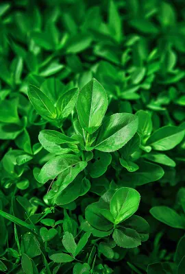 绿色新鲜茶叶绿叶摄影图