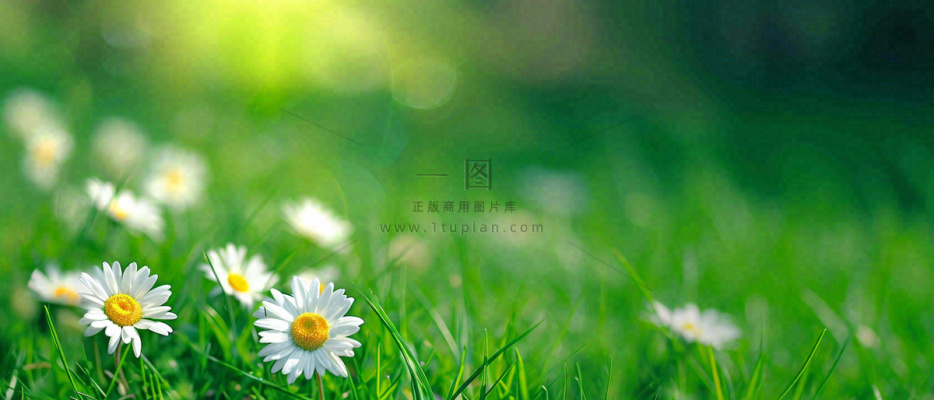 夏至夏天向阳菊花草地立夏小暑摄影图