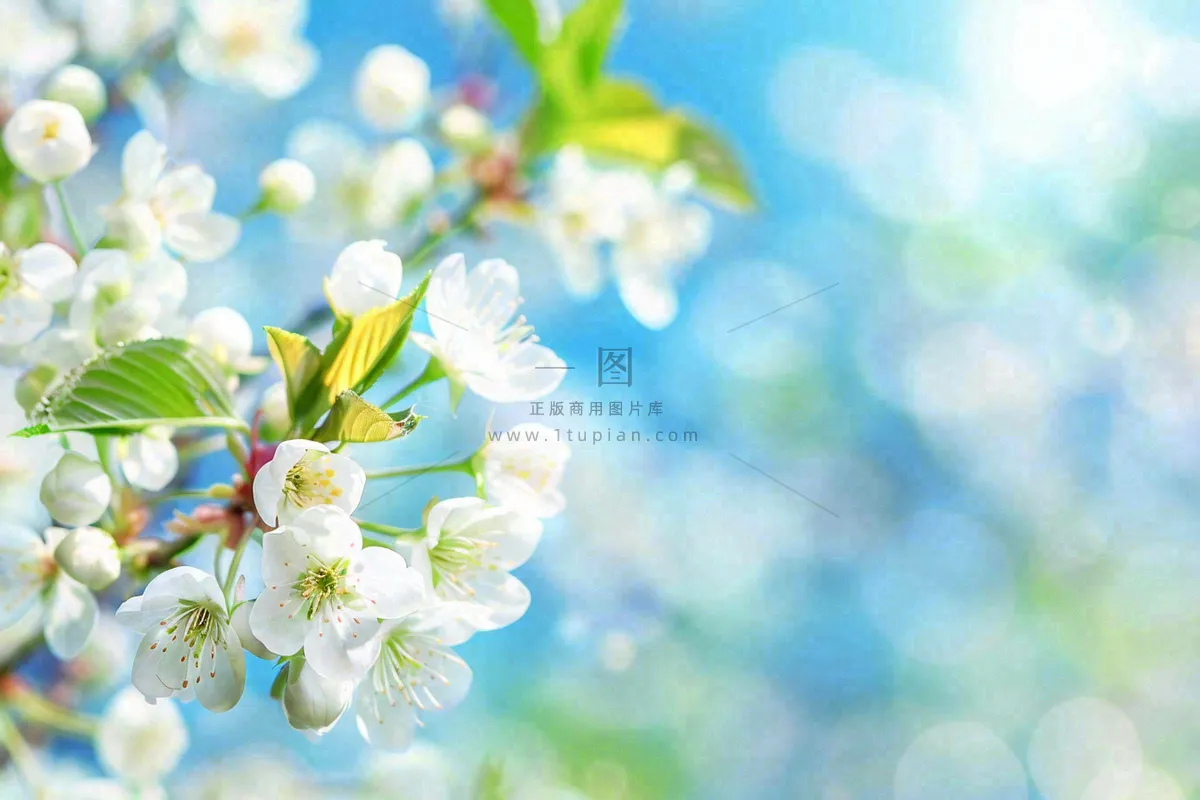立春白花梨花花朵春意蓝天背景春分惊蛰摄影图