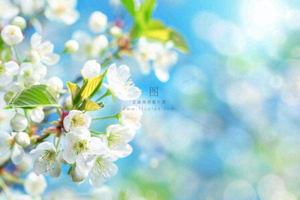 立春白花梨花花朵春意蓝天背景春分惊蛰摄影图 立春白花梨花花朵春意蓝天背景春分惊蛰摄影图