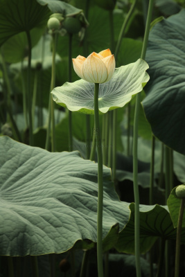 绿色简约节气清新意境背景