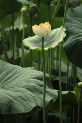 绿色简约节气清新意境背景