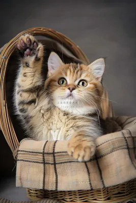 猫咪宠物猫可爱动物摄影图