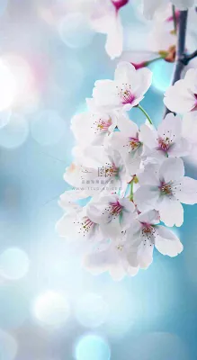 春天清新白色鲜花树枝,文艺新鲜浪漫摄影图 春天清新白色鲜花树枝,文艺新鲜浪漫摄影图