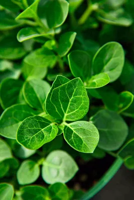 绿色新鲜茶叶绿叶摄影图