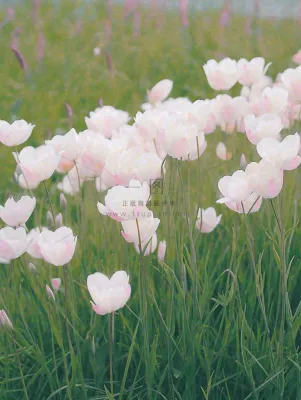 春天粉色郁金香花海绿叶温馨阳光,春分摄影图 春天粉色郁金香花海绿叶温馨阳光,春分摄影图