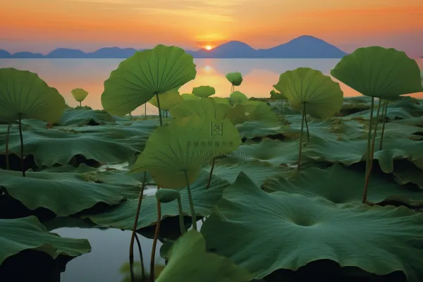 傍晚荷叶河边意境背景