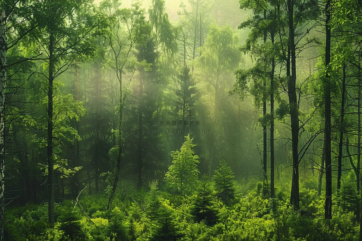山林森林阳光绿色大自然风景摄影图