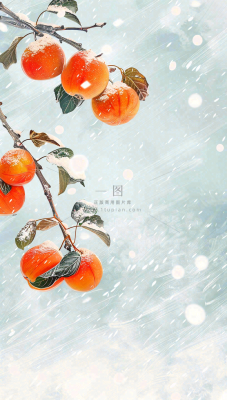 冬天风雪里的柿子树霜降插画背景 冬天风雪里的柿子树霜降插画背景