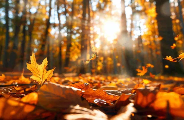 秋天森林的落叶金黄阳光透过树叶温暖秋分立秋处暑摄影图