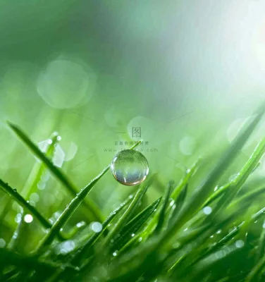 春天草地绿叶上的露珠，惊蛰雨水谷雨摄影图