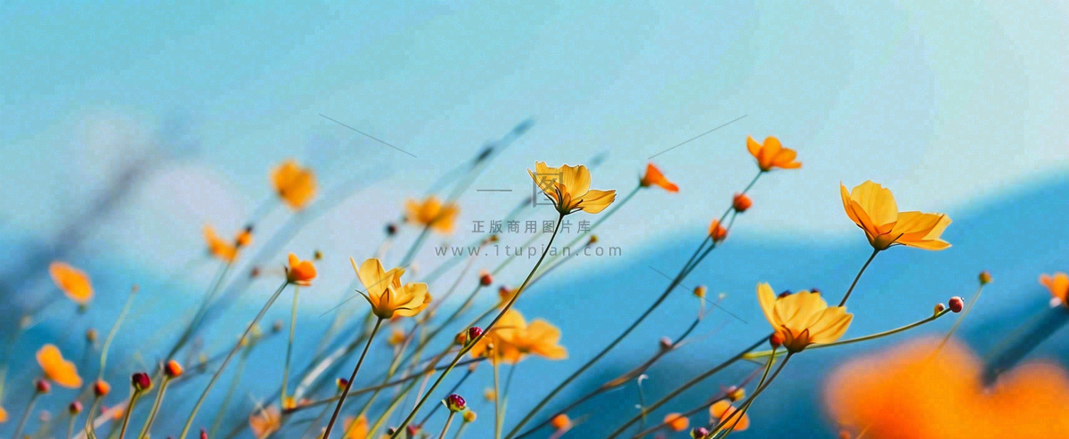 简约橙色小花鲜花,蓝色天空山脉虚幻意境摄影图