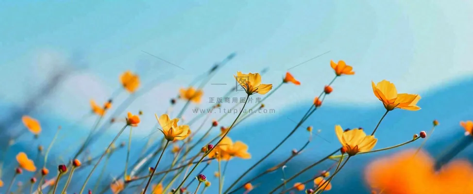 简约橙色小花鲜花,蓝色天空山脉虚幻意境摄影图 简约橙色小花鲜花,蓝色天空山脉虚幻意境摄影图