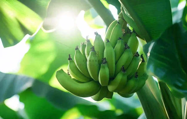 香蕉树芭蕉叶青香蕉水果摄影图