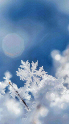 冬天结霜的植物白霜寒冷霜降摄影图 冬天结霜的植物白霜寒冷霜降摄影图