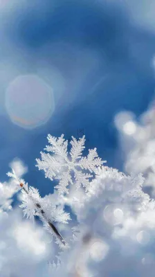 冬天结霜的植物白霜寒冷霜降摄影图 冬天结霜的植物白霜寒冷霜降摄影图