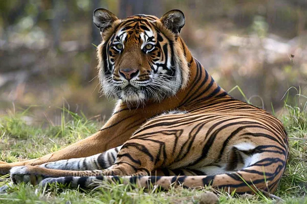 老虎动物园躺着休息的老虎悠闲摄影图