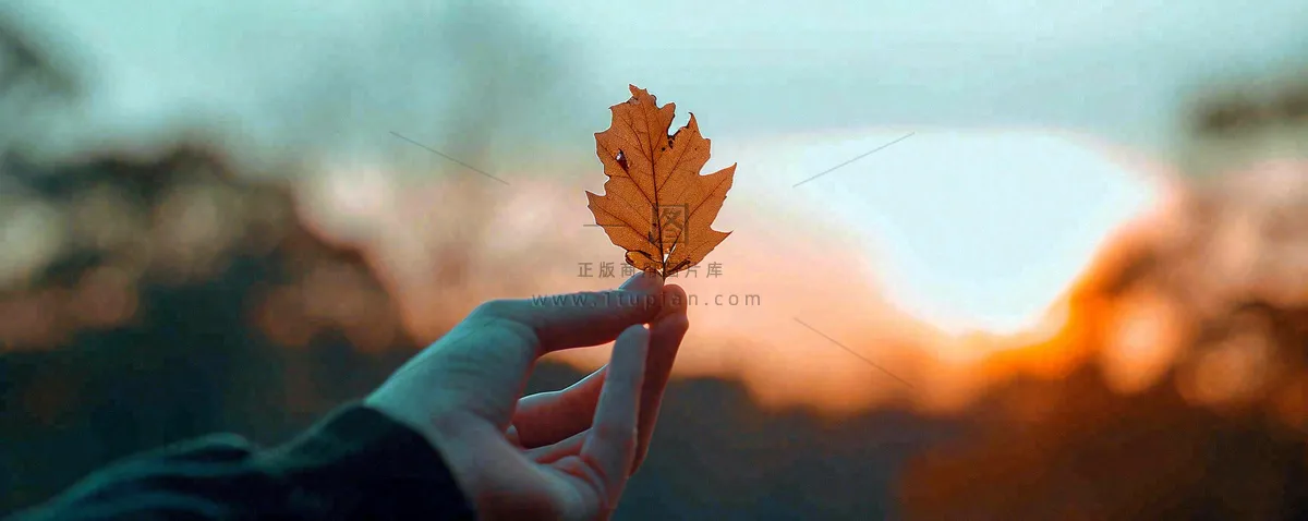 秋天手拿秋叶落日光照，温馨特写，立秋秋分摄影图