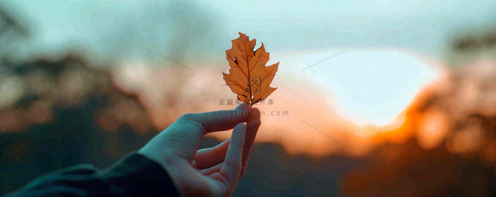 秋天手拿秋叶落日光照,温馨特写,立秋秋分摄影图 秋天手拿秋叶落日光照,温馨特写,立秋秋分摄影图