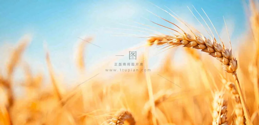 秋天成熟小麦地金黄小麦穗粮食芒种摄影图