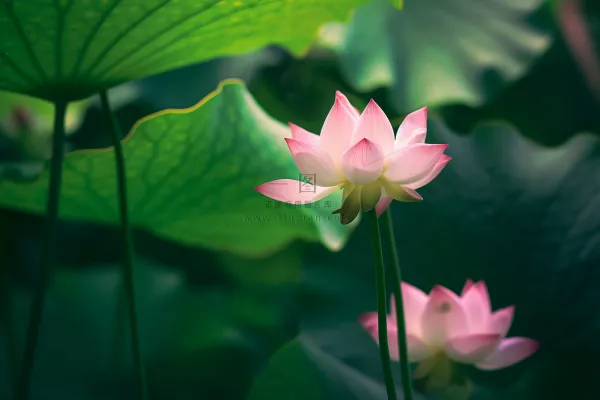 绿色清爽荷花节气背景