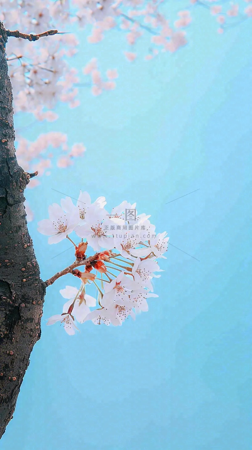 春天开满花朵的树冠仰拍蓝色天空，立春，春分摄影图