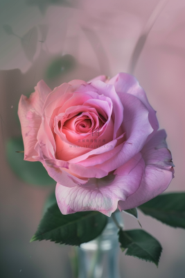 玫瑰花鲜花花朵摄影图