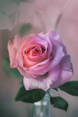 玫瑰花鲜花花朵摄影图