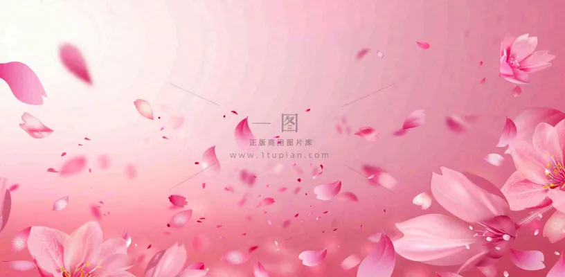 粉色樱花花瓣唯美妇女节春天摄影图 粉色樱花花瓣唯美妇女节春天摄影图