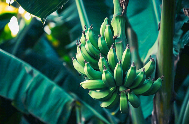 香蕉树芭蕉叶青香蕉水果摄影图 香蕉树芭蕉叶青香蕉水果摄影图