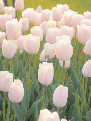 春天粉色郁金香花海绿叶温馨阳光，春分摄影图