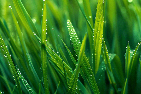 春天绿草丛清晨露珠雨水谷雨摄影图