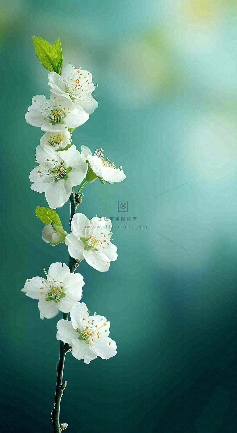 春天清新白色花朵枝叶,春分立春摄影图
