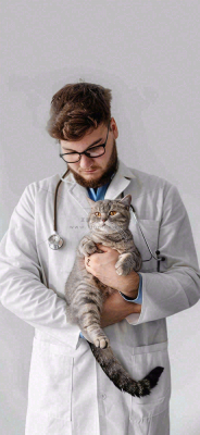 萌宠宠物医院医生抱着猫咪摄影图背景 萌宠宠物医院医生抱着猫咪摄影图背景