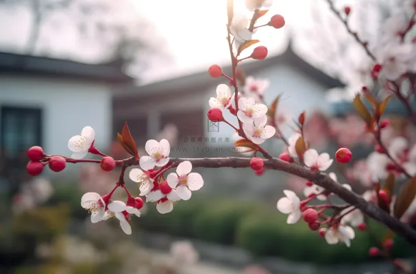 开花的中国传统梅花在阳光下摄影图壁纸