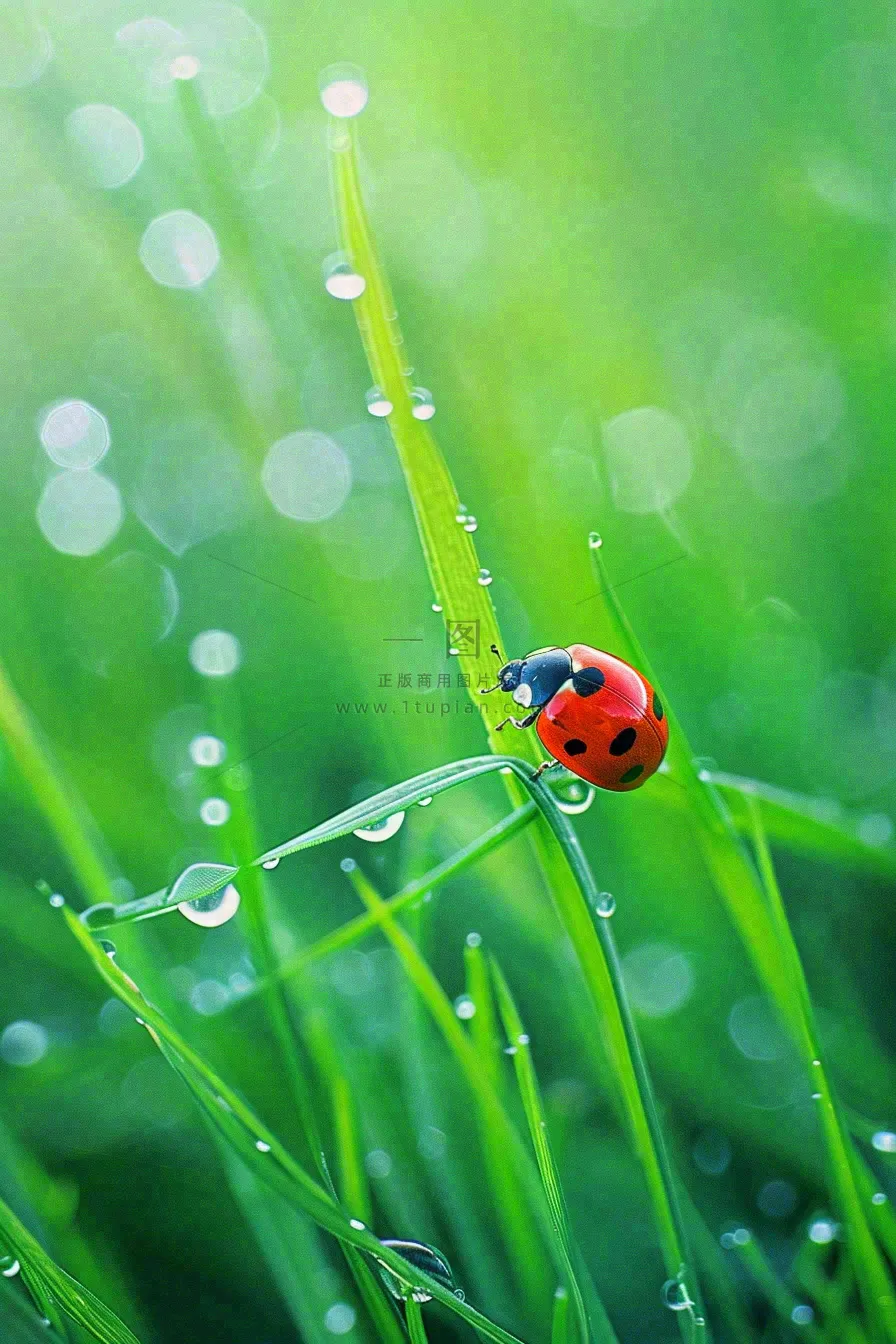 绿叶草丛露珠瓢虫昆虫雨水谷雨惊蛰摄影图